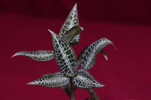 Load image into Gallery viewer, Goodyera Hispida
