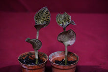 Load image into Gallery viewer, Anoectochilus Albolineatus
