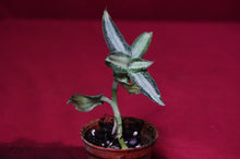 Load image into Gallery viewer, Aspidogyne Argentea
