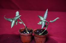 Load image into Gallery viewer, Aspidogyne Argentea
