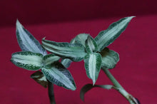 Load image into Gallery viewer, Aspidogyne Argentea
