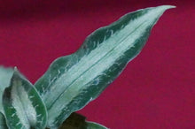 Load image into Gallery viewer, Aspidogyne Argentea
