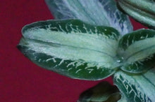 Load image into Gallery viewer, Aspidogyne Argentea
