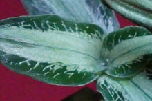 Load image into Gallery viewer, Aspidogyne Argentea
