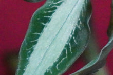 Load image into Gallery viewer, Aspidogyne Argentea
