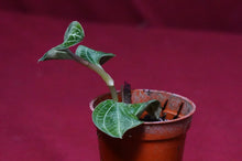 Load image into Gallery viewer, Anoectodes Charlotte's Web
