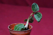 Load image into Gallery viewer, Anoectodes Charlotte's Web
