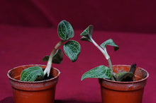 Load image into Gallery viewer, Anoectodes Charlotte's Web
