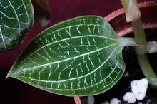 Load image into Gallery viewer, Anoectodes Charlotte's Web
