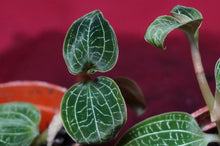 Load image into Gallery viewer, Anoectodes Charlotte's Web
