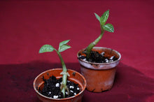 Load image into Gallery viewer, Ludisia Discolor Alba
