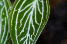 Load image into Gallery viewer, Ludisia Discolor Alba
