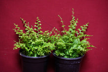 Load image into Gallery viewer, Cotton Candy Boston Fern
