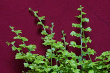 Load image into Gallery viewer, Cotton Candy Boston Fern
