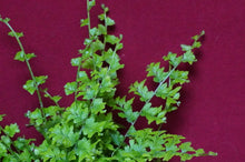 Load image into Gallery viewer, Cotton Candy Boston Fern
