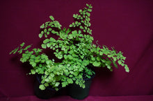 Load image into Gallery viewer, Adiantum Fragrans Maidenhair Fern
