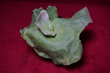 Load image into Gallery viewer, Platycerium Grande
