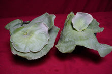 Load image into Gallery viewer, Platycerium Grande
