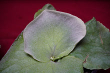 Load image into Gallery viewer, Platycerium Grande
