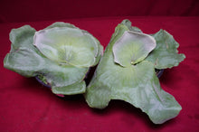 Load image into Gallery viewer, Platycerium Grande
