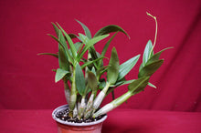 Load image into Gallery viewer, Dendrobium Bigibbum var, compactum Zeschia Lynn
