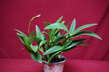Load image into Gallery viewer, Dendrobium Bigibbum var, compactum Zeschia Lynn
