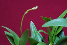 Load image into Gallery viewer, Dendrobium Bigibbum var, compactum Zeschia Lynn
