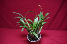 Load image into Gallery viewer, Dendrobium Bigibbum var, compactum Zeschia Lynn

