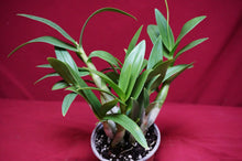 Load image into Gallery viewer, Dendrobium Bigibbum var, compactum Zeschia Lynn
