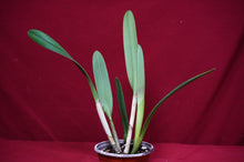 Load image into Gallery viewer, B. Nodosa X Rlc. Donna Kimura NBS
