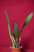 Load image into Gallery viewer, B. Nodosa X Rlc. Donna Kimura NBS
