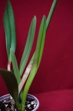 Load image into Gallery viewer, B. Nodosa X Rlc. Donna Kimura NBS
