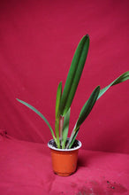 Load image into Gallery viewer, B. Nodosa X Rlc. Donna Kimura NBS
