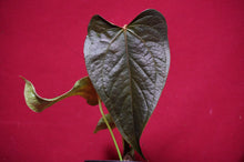 Load image into Gallery viewer, Anthurium Queen of Hearts
