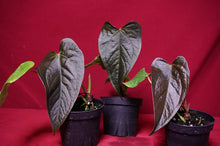 Load image into Gallery viewer, Anthurium Queen of Hearts
