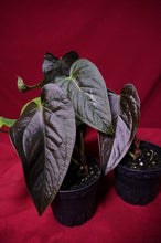 Load image into Gallery viewer, Anthurium Queen of Hearts
