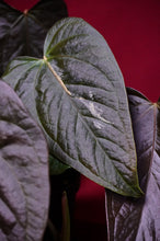 Load image into Gallery viewer, Anthurium Queen of Hearts
