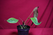 Load image into Gallery viewer, Anthurium Queen of Hearts
