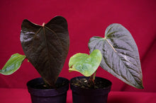 Load image into Gallery viewer, Anthurium Queen of Hearts
