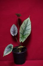 Load image into Gallery viewer, Alocasia Platinum
