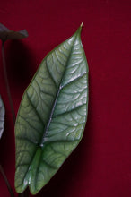 Load image into Gallery viewer, Alocasia Platinum
