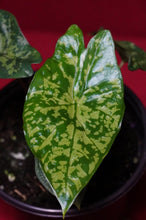 Load image into Gallery viewer, Alocasia Shattered Glass
