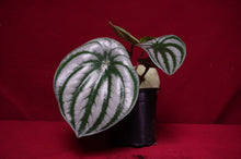 Load image into Gallery viewer, Watermelon Peperomia

