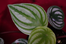 Load image into Gallery viewer, Watermelon Peperomia
