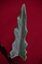 Load image into Gallery viewer, Alocasia Lauterbachiana
