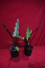 Load image into Gallery viewer, Alocasia Lauterbachiana
