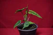 Load image into Gallery viewer, Alocasia Jacklyn
