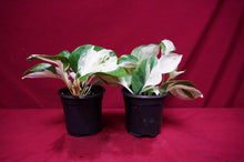 Load image into Gallery viewer, Pothos Happy Leaf
