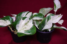Load image into Gallery viewer, Pothos Happy Leaf
