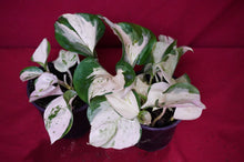Load image into Gallery viewer, Pothos Happy Leaf
